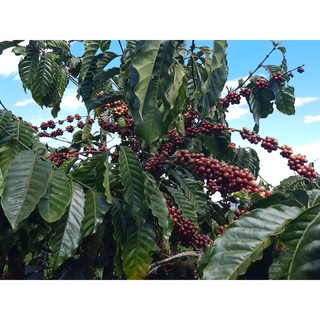 1kg cafe rang mộc The Orginal  100% Robusta