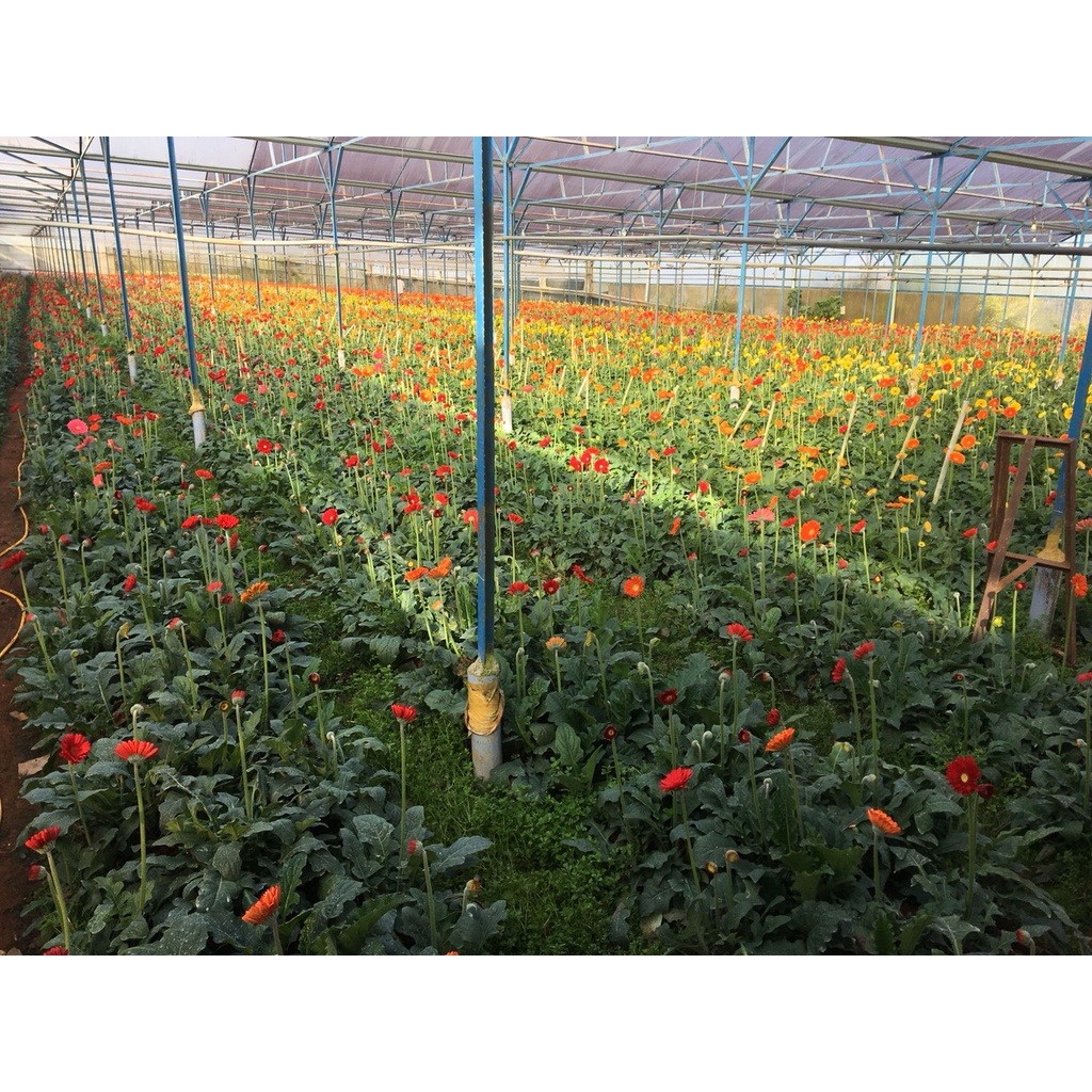 Phân gà hữu cơ nhập khẩu từ Nhật bao 15kg