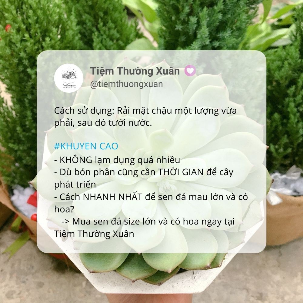 Phân bón sen đá xương rồng lan - Phân tan chậm - 14-13-13 - Túi 200g - Tiệm Thường Xuân