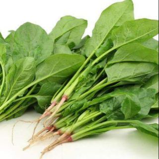 Hạt giống Cải Bó Xôi - Rau Chân Vịt - Cải Bina