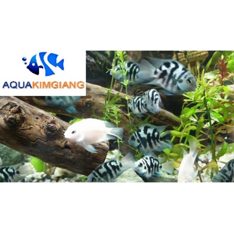 Phụ kiên cá két panda 3cm