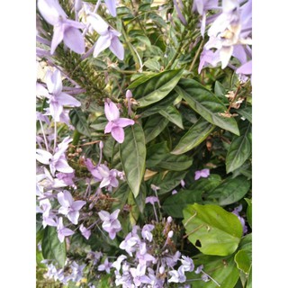 cây hoa trà hoa nữ