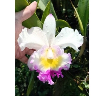 Hoa Lan Cattleya cây trưởng thành sắp hoa màu trắng tím