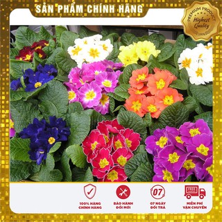 Bộ gói hạt giống Báo xuân