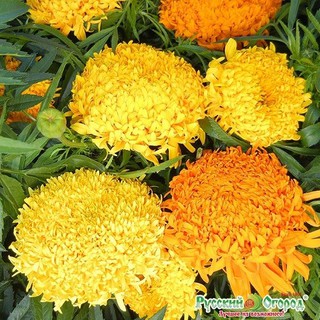 Hạt giống cúc vạn thọ nhiều màu 100 hạt