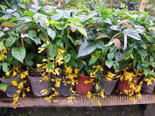 Lan hoàng dương chỉ 100k