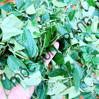 [Túi 500gram] Trà Chè Vằng Sẻ Cao Cấp (Mộc Sơn Trang)