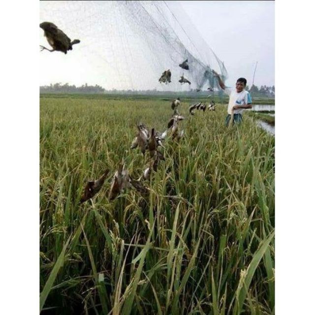 Lưới bẫy chim tàn hình 5 phân bẫy chim trao trảo ,chào mào ,cu tiểu ,chèo ,khướu