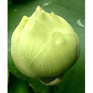  Hạt giống sen bạch diệp vàng ( gói 5 hạt )