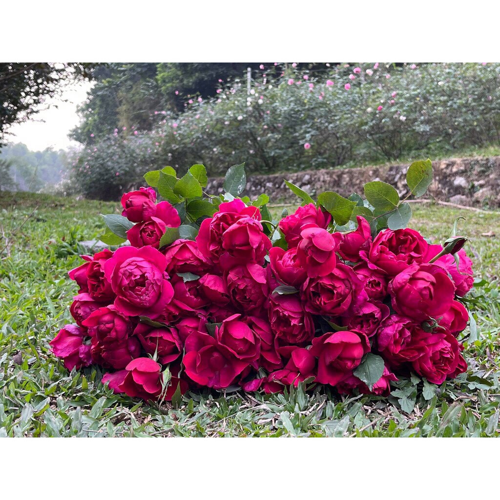 Nước Lau Mặt Hoa Hồng Thiên Nhiên Karose Giúp Làm Sạch Sâu Không Khô Da