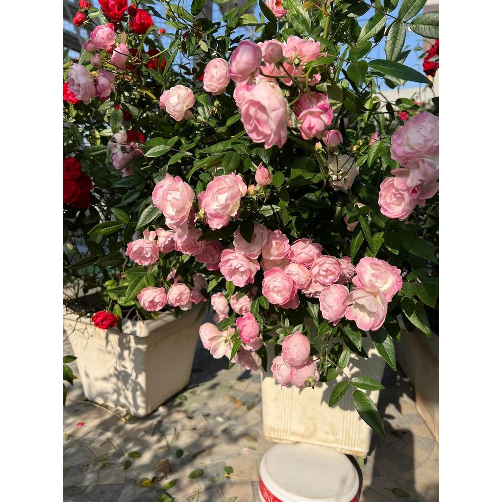 Hoa hồng trứng siêu hoa SIÊU THƠM DỄ CHĂM DỄ TRỒNG-hoangoaimelinh