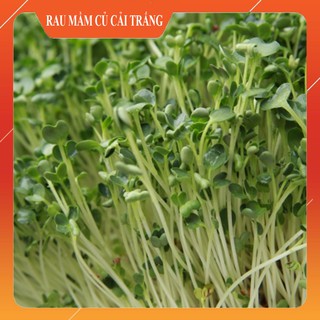 Hạt Giống Rau Mầm Củ Cải Trắng