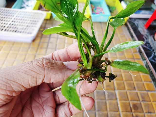 BỤI LAN NƯỚC CÂY THỦY SINH HỒ CÁ