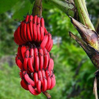 Hạt giống chuối đỏ dacca