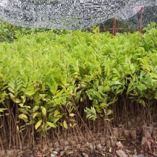 Combo 5 cây na dai lạng sơn