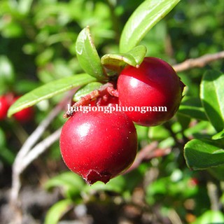 30 Hạt - Hạt Giống Việt Quất Đỏ Phương Nam