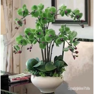 Hạt giống lan Hồ điệp 20h