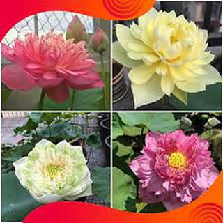 HẠT GIỐNG SEN CUNG ĐÌNH gói 3 hạt