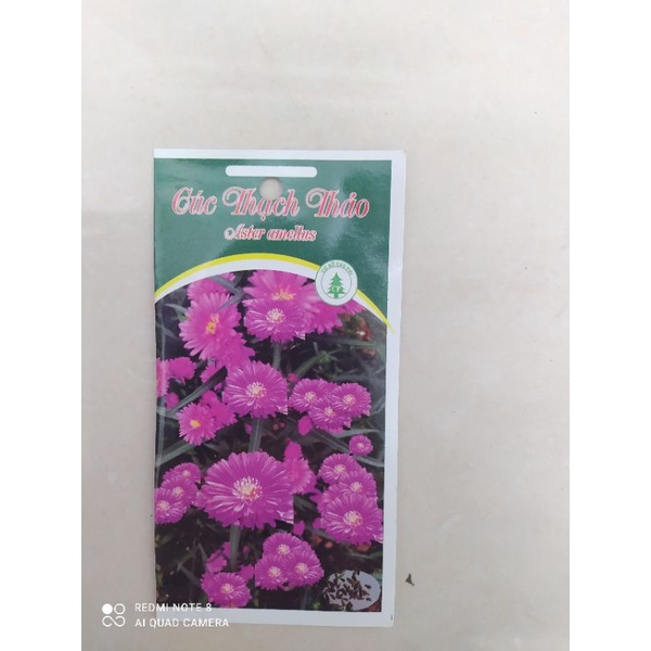 Hạt giống hoa Cúc thạch thảo cơ sở Cao Phi - Đà Lạt