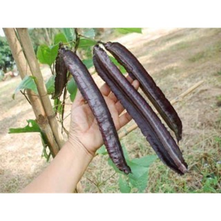 Hạt giống đậu rồng tím