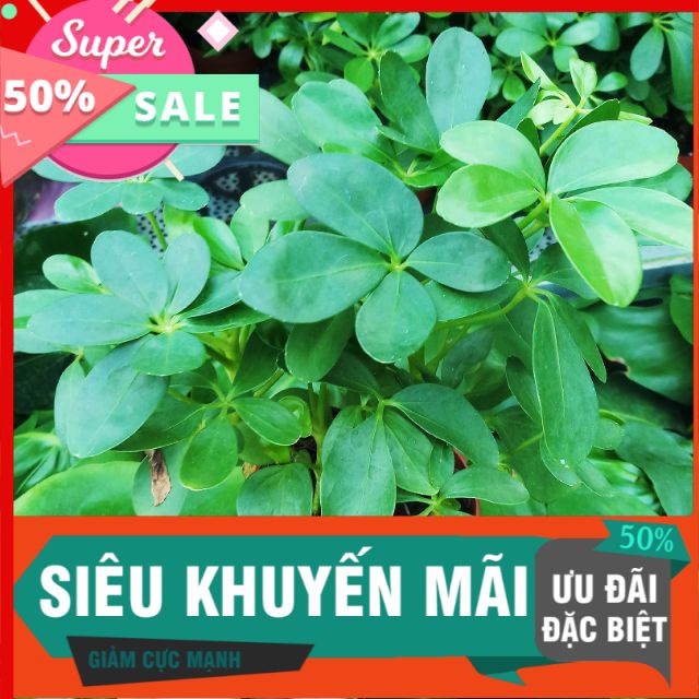 Cây ngũ gia bì