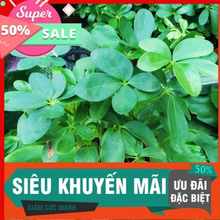 Cây ngũ gia bì