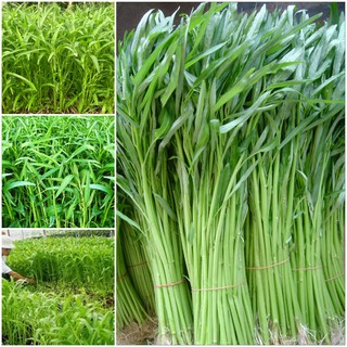 [Nảy Mầm 100%] Hạt Giống Rau Muống Lá Tre Sinh Trưởng Tốt Chống Chịu Sâu Bệnh