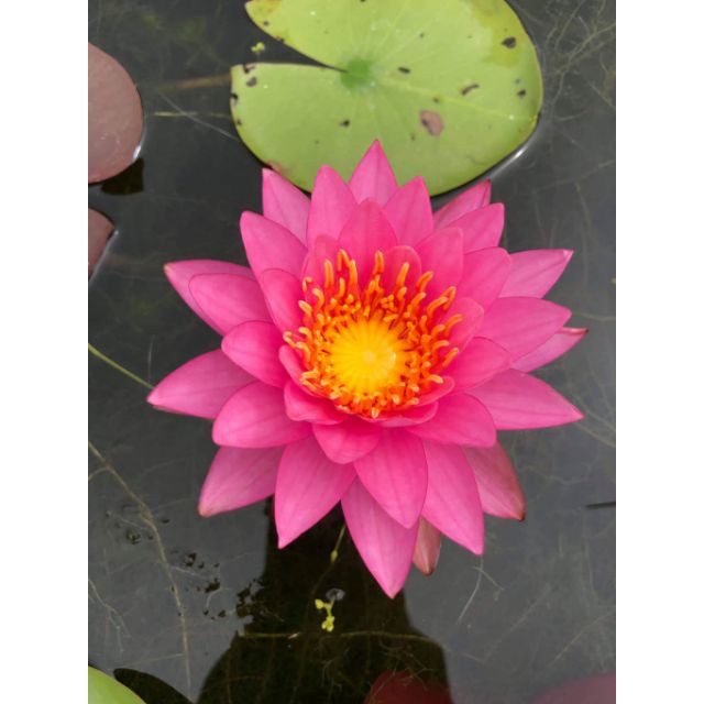 Củ hoa súng thái mini