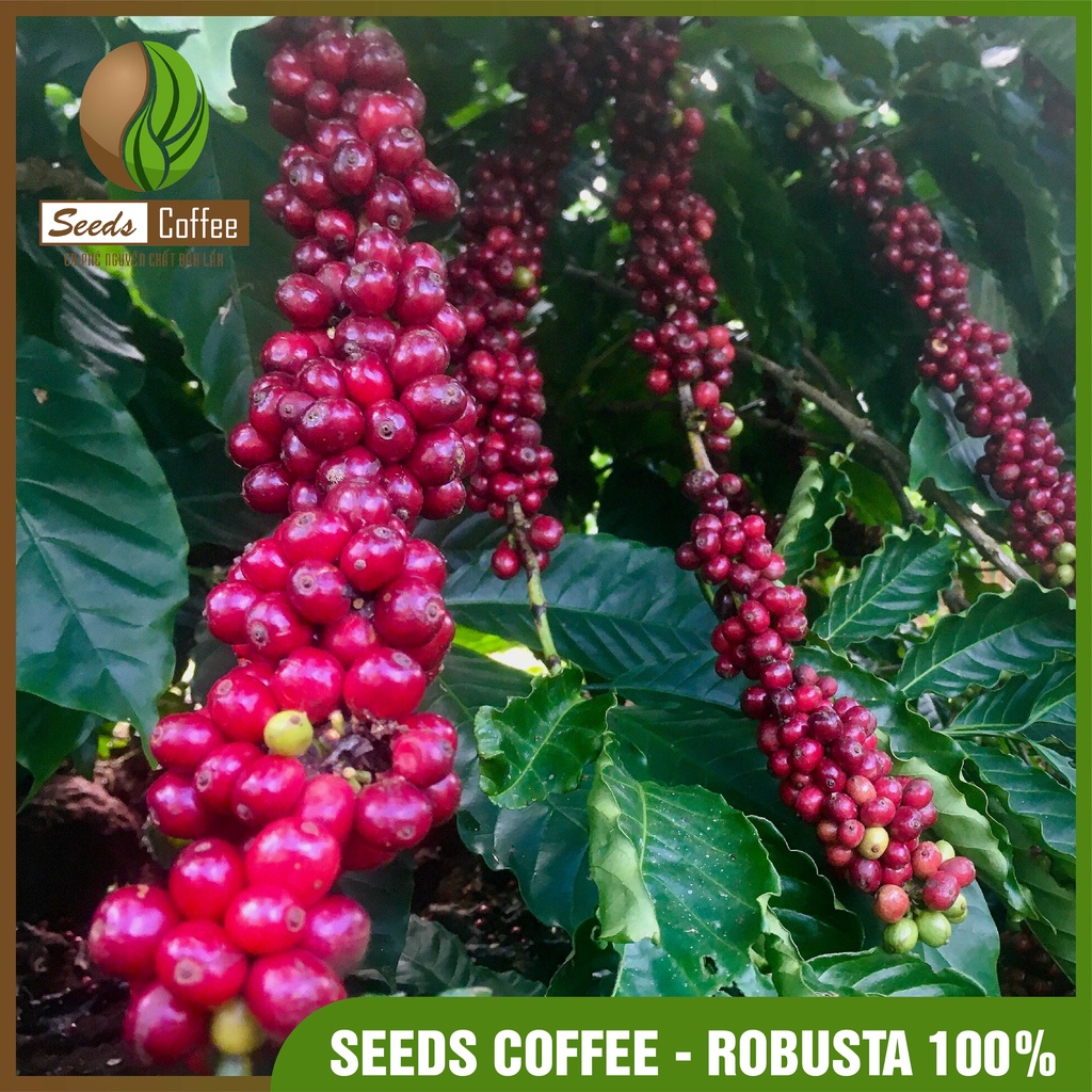 Cà phê rang xay nguyên chất Đắk Lắk - Robusta 500g | BigBuy360 - bigbuy360.vn