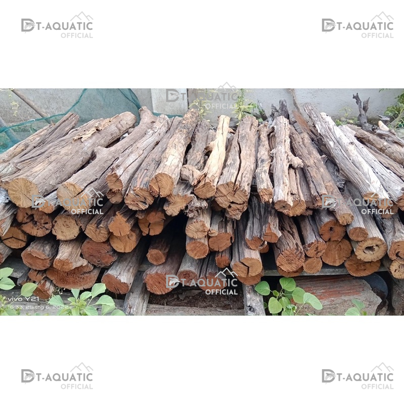 Lũa San Đá Thẳng (1kg) Trang Trí, Setup bể Thuỷ Sinh Phong Cách Rừng