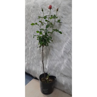 Hồng ngoại tree about face nụ dáng như hình