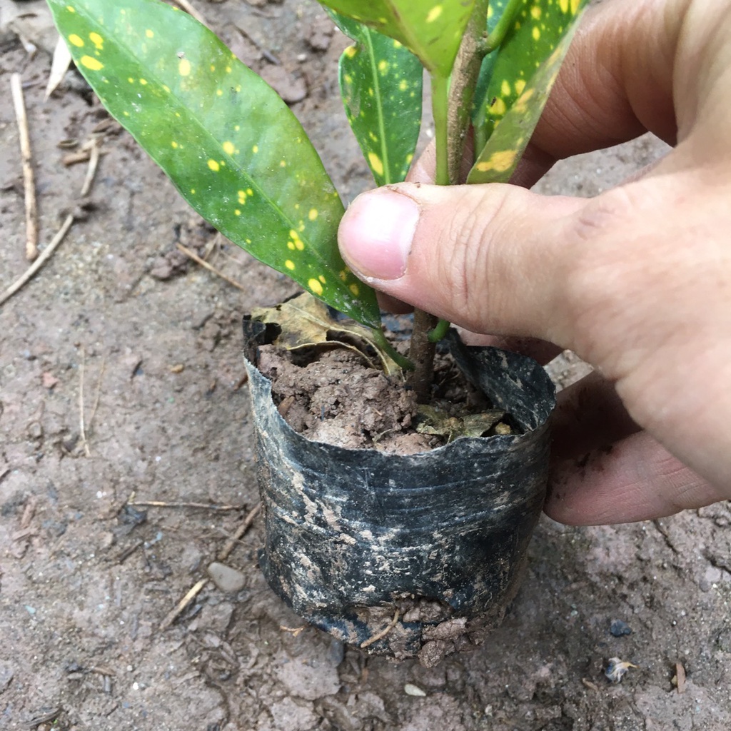 Cây Vàng Anh  Trồng Bầu Nhỏ 1 Thân Cao
