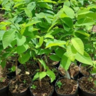 Cây Giống Na Sầu Riêng