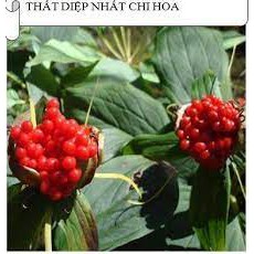 Hạt giống Thất Diệp Nhất Chi  Hoa tỷ lệ nảy mầm cao