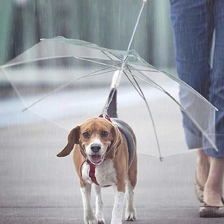 Dù che mưa dễ thương cho thú cưng