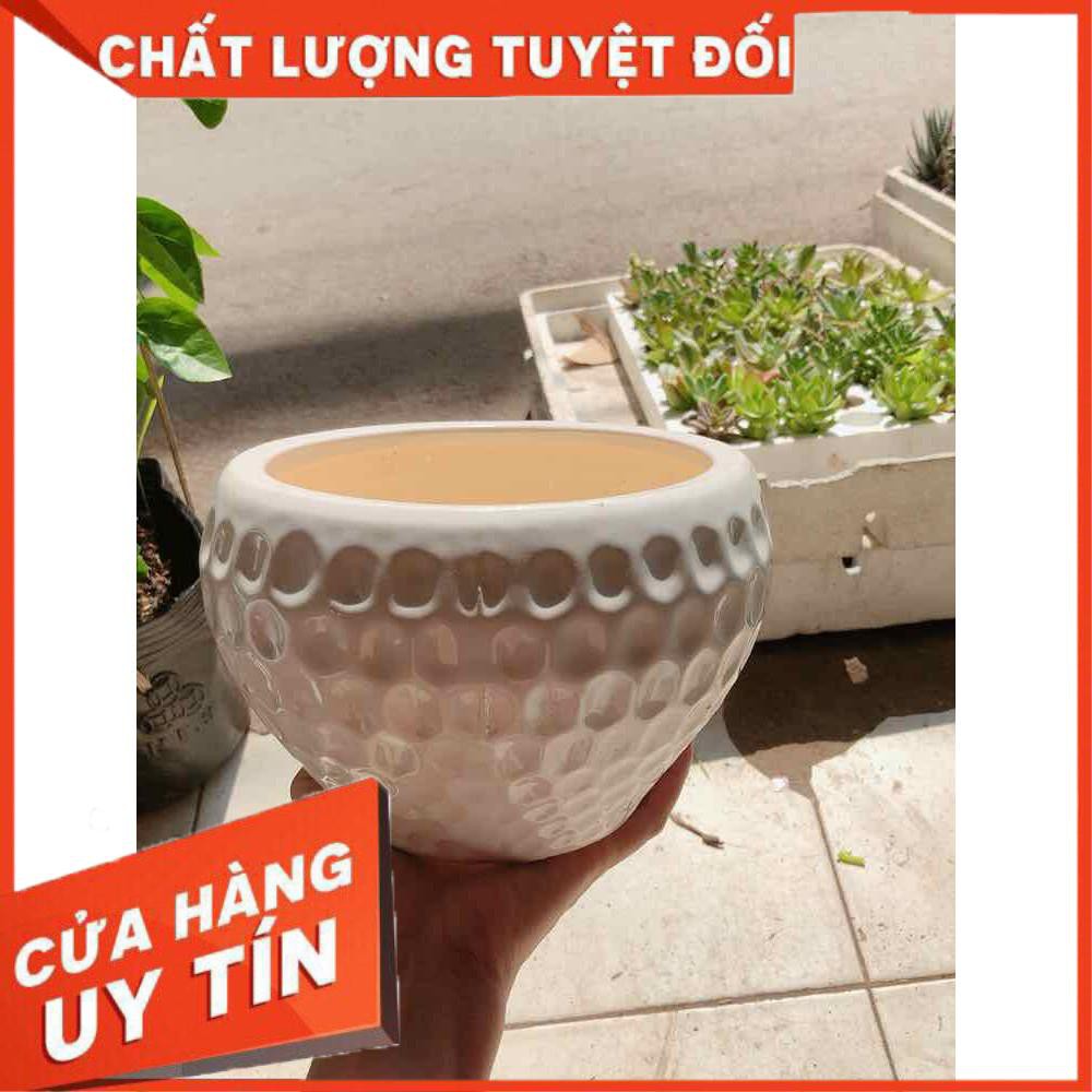 Chậu trồng cây Nhiều Người Mua