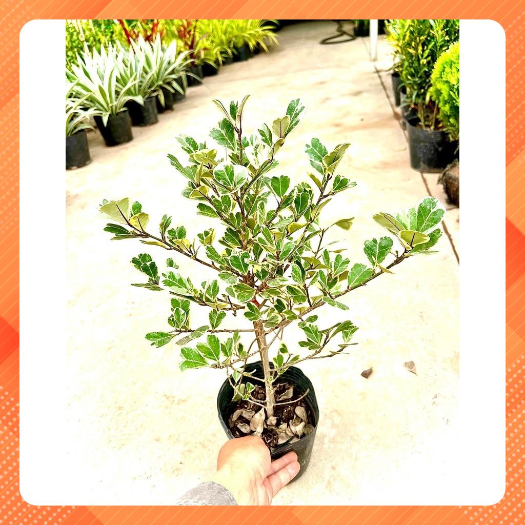 Cây bàng lá tim cẩm thach Singapore - Cây Đa Tam Phúc cẩm thach cao 40 cm(Ảnh thật).