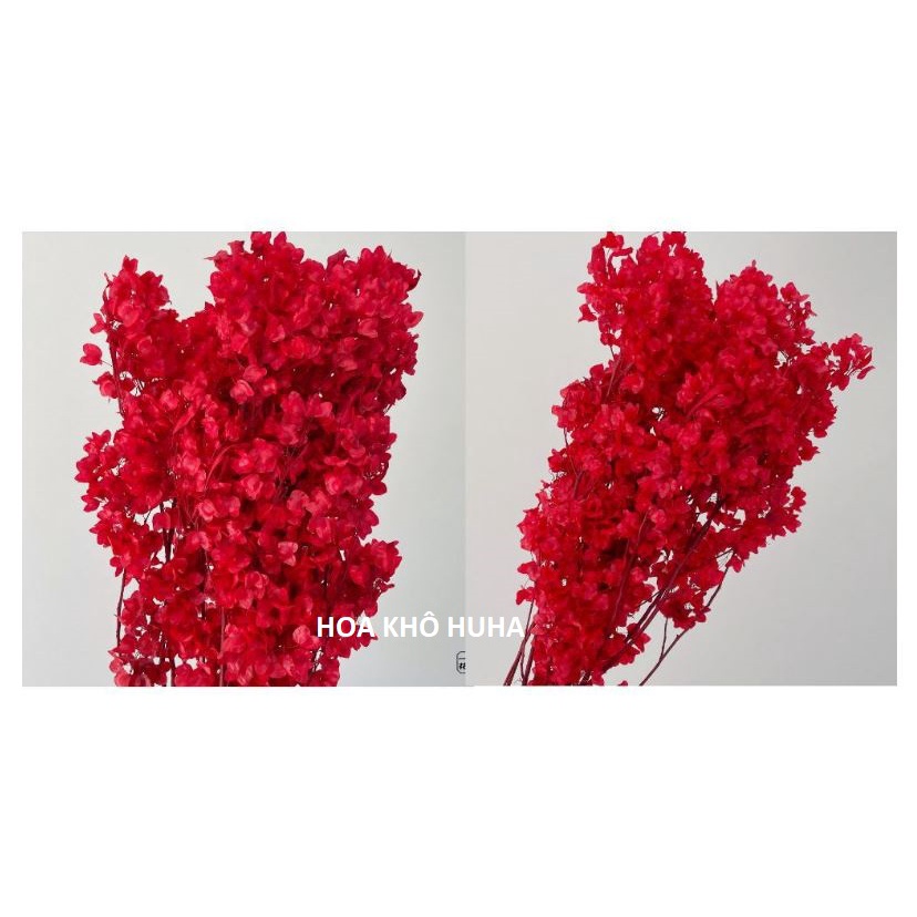 Hoa Khô Đậu Cánh Đỏ Decor Trang Trí