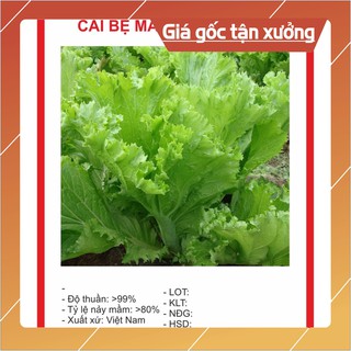 Hạt giống cải mào gà 20gr ~4000 hạt hạt giống