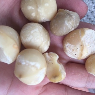 Hạt macca Lâm Đồng