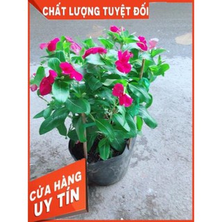 Hoa Dừa Cạn Màu Hồng (có hoa sẵn)