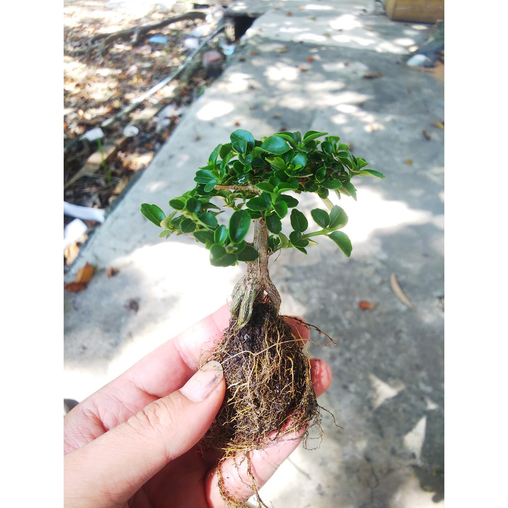 Sam hương bonsai mini, trang trí tiểu cảnh, terrarium cây &lt;15cm