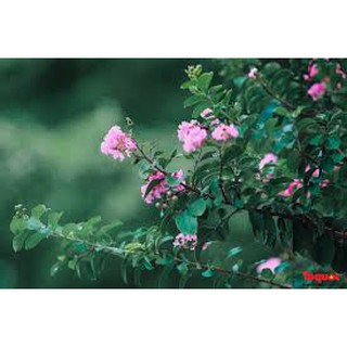 Hoa tường vi bầu size lớn