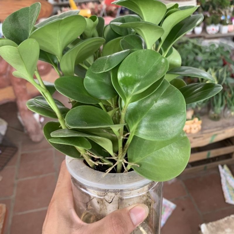 Cây trường sinh thuỷ sinh cao 15cm, cây xum xuê nhiều thân nhánh xanh mướt quanh năm, trang trí để bàn