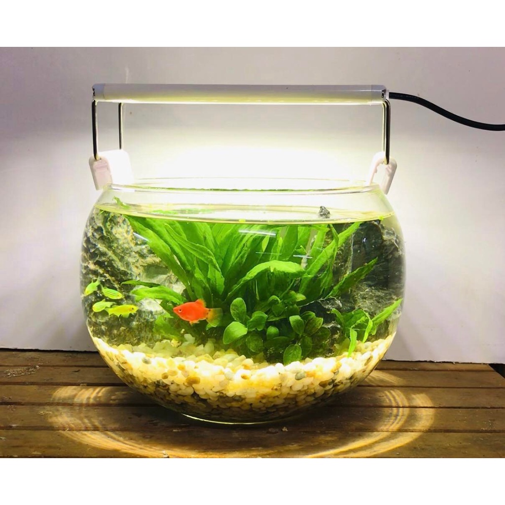 SET BỂ CÁ THỦY SINH FULL PHỤ KIỆN NHƯ HÌNH