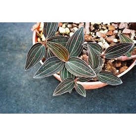 Cây Ludisia discolor Jewel Orchid (Lan Trang Sức) chậu nhựa 8cm