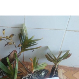 Hoàng nhạn nguyên bản rừng Gia Lai