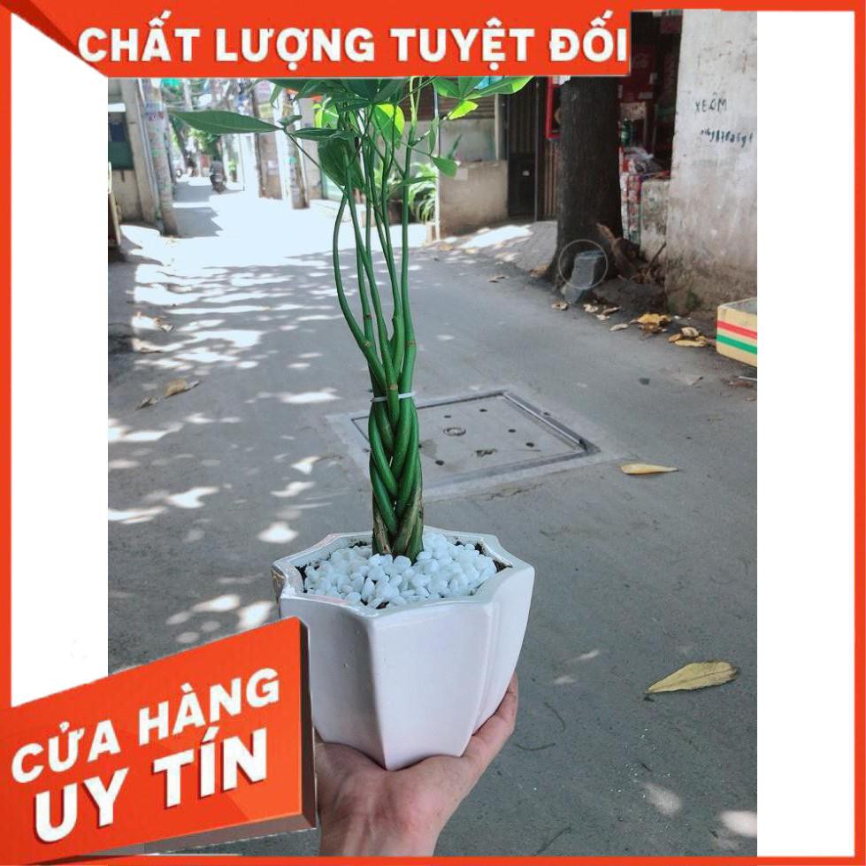 Chậu kim ngân 5 thân Nhiều Người Mua