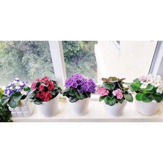 cây tử linh lan( violet châu phi) có kèm video cây