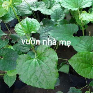 Cây lá lốt vườn